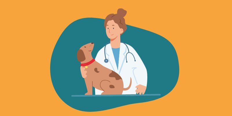 dog vet